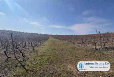 Teren de 675000 mp, în Marghita - 2