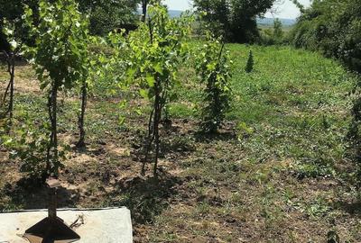 Casă cu 4 camere cu Teren 1600 Mp în Central - 4