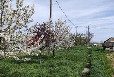 Ferma Zootehnică Mixtă – Cernateaz, Timiș | 9,5 ha | Hale Moderne, Casă 2019, Ut - 9