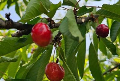 Casă cu 7 camere cu Teren 2870 Mp în Viișoara - 2