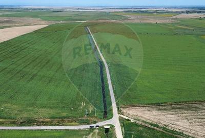 Ferma vegetala 148 ha si sediu ferma Maicanesti ! - 3