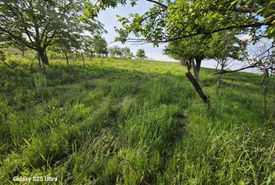 Teren de 3600 mp, în Parava - 3