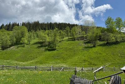 Vând proprietate 3,5 ha în Breaza de Sus, jud. Suceava, pe malul râului Moldova - 2