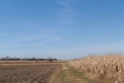 Teren de 5100 mp, în Horodnic