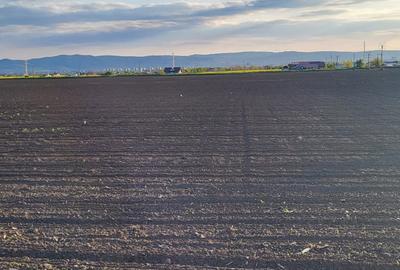 Teren de 5760 mp, în Letea Veche - 8