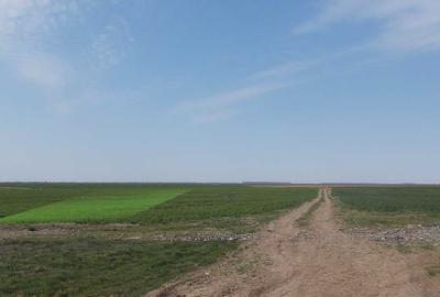 Teren agricol extravilan de 2000 mp, în Gălbinași - 3