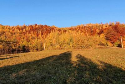 Teren de 13046 mp, în Muntele Rece - 6