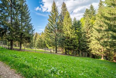 Teren intravilan cu potential turistic si de agrement, zona Trei Brazi - 22