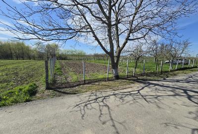 Teren Construcții intravilan de 1300 mp, în Curtișoara - 2