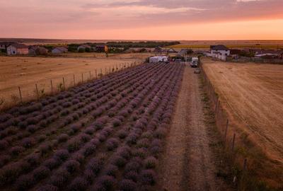 5000 m2  cultura Lavanda langa mare - 2