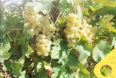 Teren agricol, în Vernești - 1