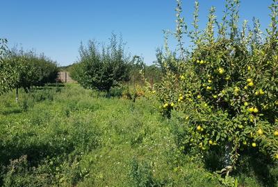 Teren Construcții intravilan de 4648 mp, în Petrești - 13