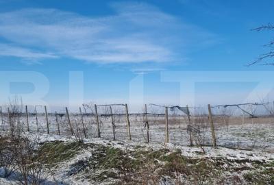 Teren de 50000 mp, în Ciorani - 13