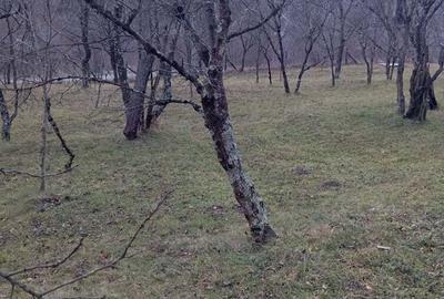 Teren de 2000 mp, în Ocina de Sus - 5