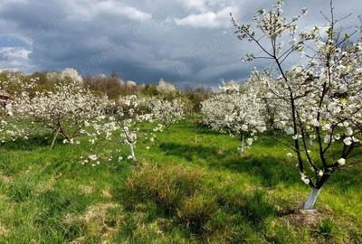Teren de 5000 mp, în Pietroasa - 8