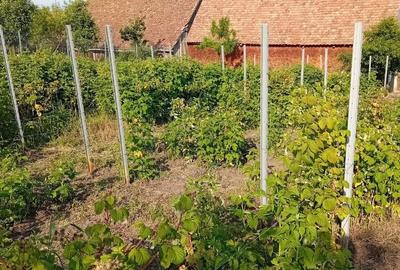 Casă cu 4 camere cu Teren 2000 Mp în Șura Mare