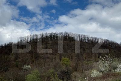 Vand 2 hectare de padure de Stejar, Carmazanesti - 3