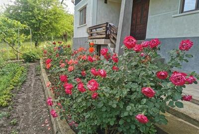 Casa, 4 camere, 125000 euro, Nehoiu , 120 Mp, 2000 mp teren. - 34