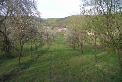 (307) Teren intravilan Calinesti – sat Carstieni, jud. Arges / Direct proprietar - 4