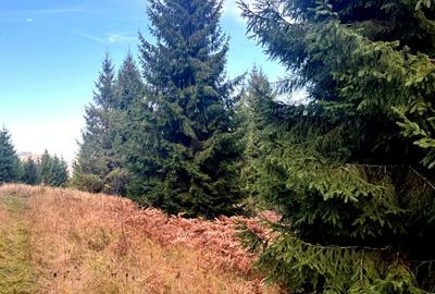 Vanzare 5,3 ha pasune deasupra Voronetului Suceava - Proiect Turistic - 18