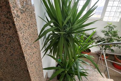 Vanzare  apartament 4 camere bucuresti noi damaroaia - 4