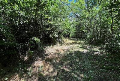 Teren de 6857 mp, în Bujoreni - 8