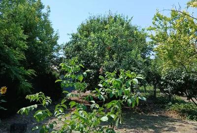 Casă cu 4 camere cu Teren 1500 Mp în Bora - 3