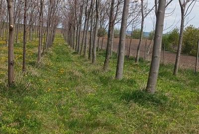 Teren de 11400 mp, în Ciprian Porumbescu - 1