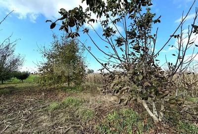 Teren de 2902 mp, în Dămienești - 3