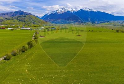 Teren agricol extravilan de 3000 mp, în Pănicel - 4