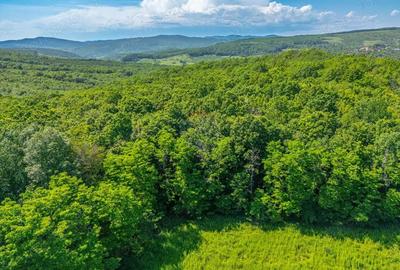 Padure de vanzare oportunitate de investi?ie - 7