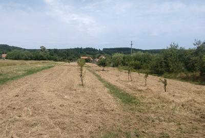 Casă individuală cu 3 camere cu Teren 1530 Mp în Copăcele - 2