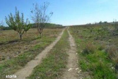 Teren de 613 mp, în Brânceni - 9