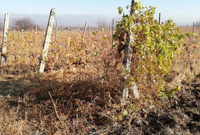 Teren agricol extravilan de 4100 mp, în Vărsătura - 1