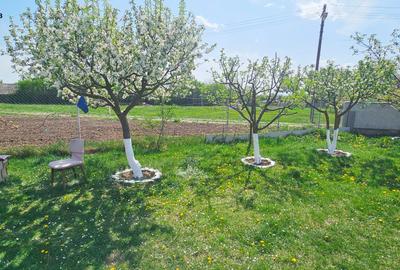 Proprietate Slobozia-Roznov, casa mansardata, teren si livada - 17