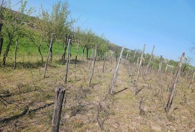 Casă cu Teren 1900 Mp în Central - 16