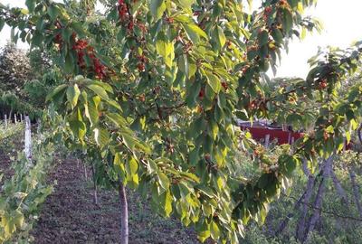 Spațiu comercial, în Negulești - 7
