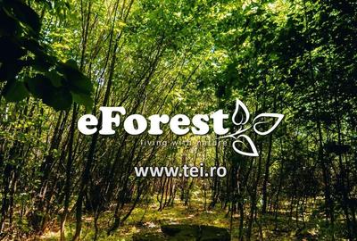 Teren premium, intre doua paduri, acces asfaltat din DN1A, vizitati eForest! - 12