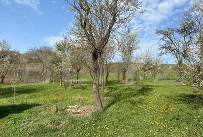 Casă cu 2 camere cu Teren 10000 Mp în Apahida - 3