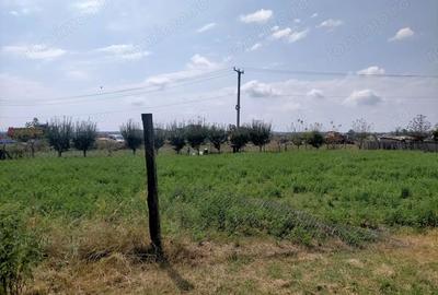 Teren de 800 mp, în Rovine - 7