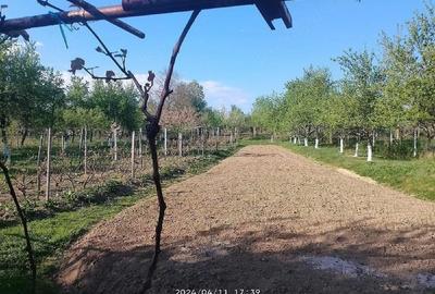 Casă cu 2 camere cu Teren 1800 Mp în Bumbești-Pițic - 4