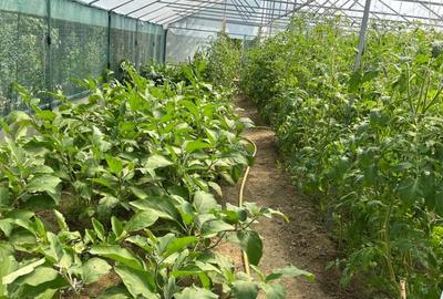 Casă individuală cu 3 camere cu Canalizare în Cornetu - 23