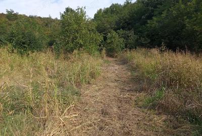 Casă cu Teren 1439 Mp în Brădișoru de Jos - 8