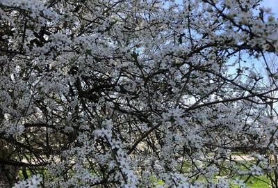 Casă cu 4 camere în Șicula - 7