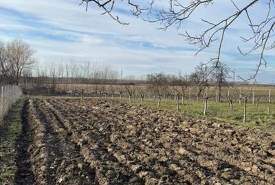 Teren de 1300 mp, în Curtișoara - 10