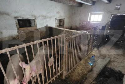 Casa cu teren 32 ari Viile Tecii, la 30 km de Bistri?a - 11