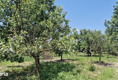 Casă cu 4 camere cu Teren 1439 Mp în Bocsig - 13