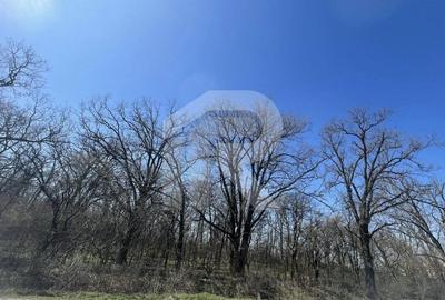 Gruiu_Lipia_Teren Intravilan langa padure - 1