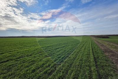 Teren agricol extravilan de 120770 mp, în Giarmata - 3