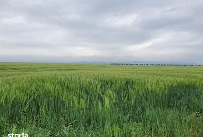 Teren de 9300 mp, în Tărlungeni - 2